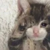 midnightaol