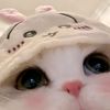 pacarnya_sakuraharuka