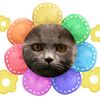 .miew_miew