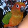 birdyfamily4