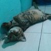 remukan_rindu