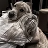⚡︎