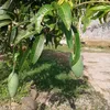 ibnu12364