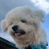 valetheshihtzu