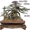 nguyenhong98e1