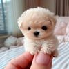 teacuppuppy
