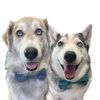 The Half Husky Bros