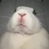nyxxiter