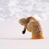 fox_of_your_heart
