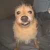 sithemper0r_