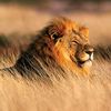sakhakot.lion