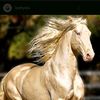 aslan.....bey