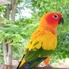 myparrotcottage8
