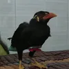 tuantu130811