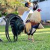 alfonsorenovato23