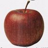 applebudd