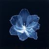 bluessss_8