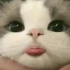 ‧͙⁺˚*･༓☾