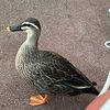 handsomeduck1