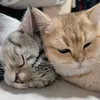 lucacartier.cat
