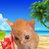 sandraluvscats