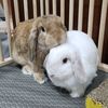 cute_rabbits_home