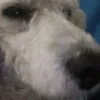 lucianoawero