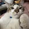 neko_9197