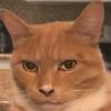 invincible_cat15