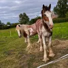 aimeesked