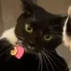 a_cutekittycat