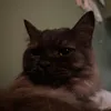 nxriku_