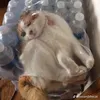 userqueen1283