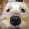 tomoemoka