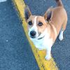 max.the.dog.x.1