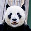 linsiyin0