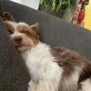 lecsoxdxd