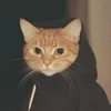 hungpho3