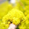 quynhnguyen_sakura