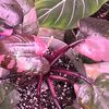 plantjunky