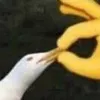 lillarotta