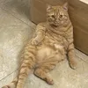 Nhà của Mèo Mơ