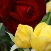 joty_7