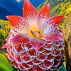 phucphuc6169