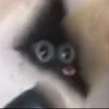alyacat00