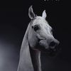 love_of_the_horse1