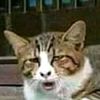 armmmm.pcrp