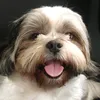 minocutiemino