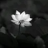 lang.khach.v