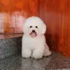 mon_poodle